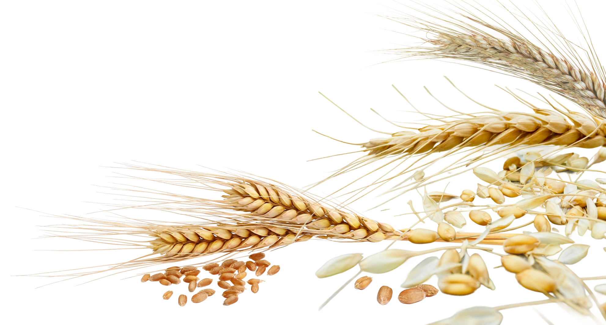 grains